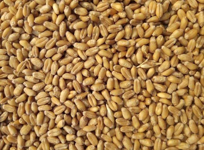 Close-up of raw wheat grain